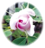 Irish Heritage Rose in bud