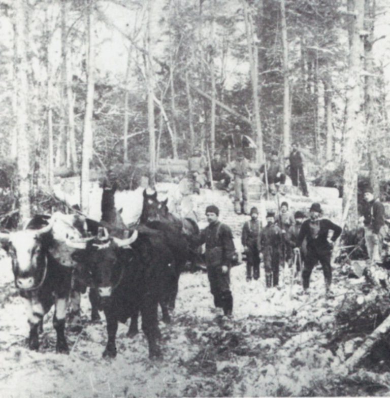 Logging in Miramichi 1 768x784